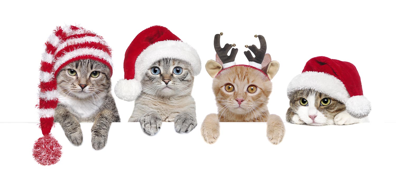 Cats in Christmas hats