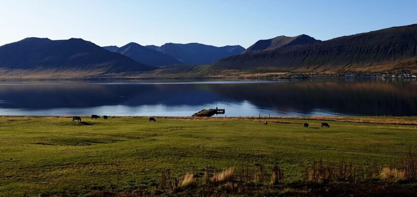 Gemlufell view A typical Icelandic working farm situated in idyllic surroundings on the coastline of Dýrar fjord.