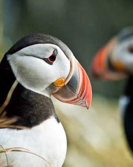 Horseriding & Puffin watching from Reykjavik 1