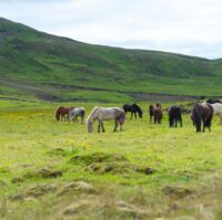 horses grazing in Reykjanes