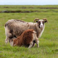 sheep grazing in Reykjanes