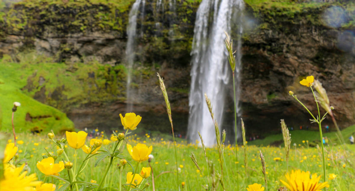 Seljalandsfoss waterfall in summer and a green field with yellow flowers in front of it