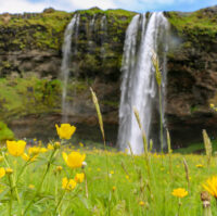 Seljalandsfoss waterfall in summer and a green field with yellow flowers in front of it