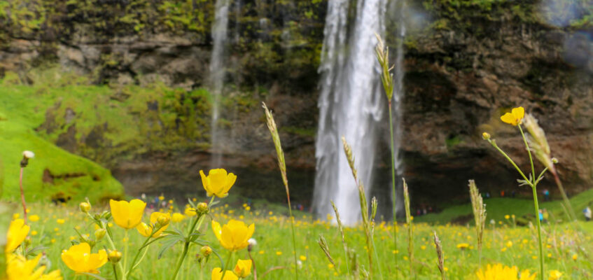 Seljalandsfoss waterfall in summer Seljalandsfoss waterfall in summer and a green field with yellow flowers in front of it