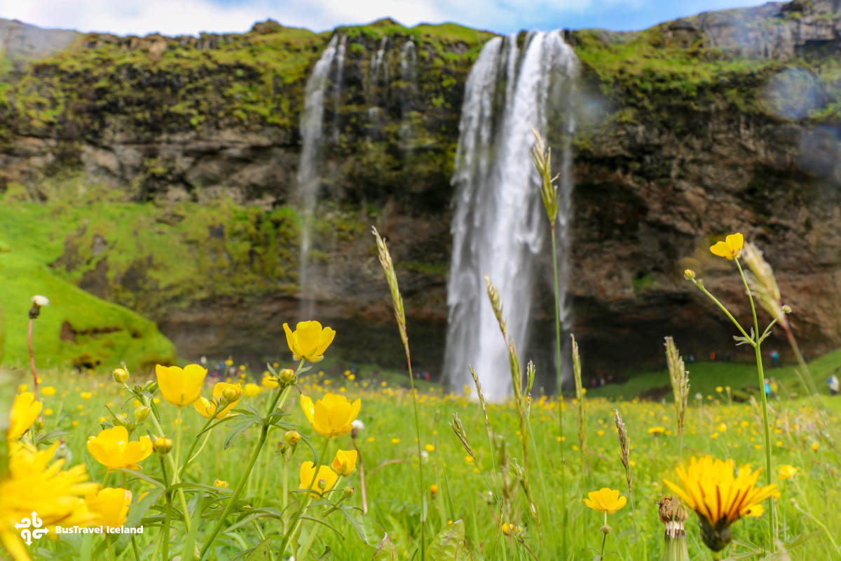 Seljalandsfoss waterfall in summer and a green field with yellow flowers in front of it