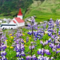 Vik in summer lupines