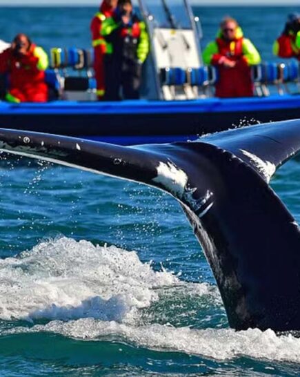 Whale & Puffin watching RIB sarafi tour from Husavik 6