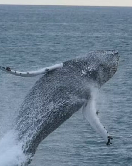 Whale Watching RIB Boat Tour from Reykjavik 5