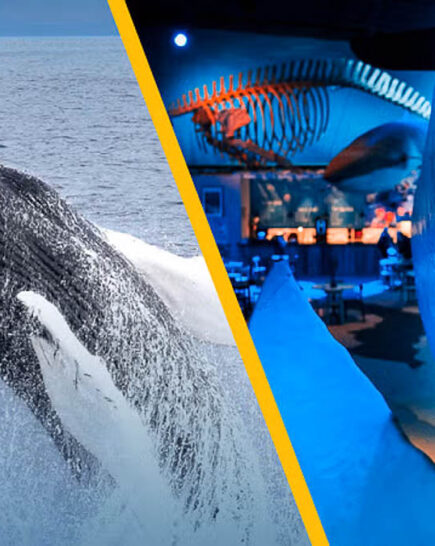 Whale Watching Tour & Whales of Iceland Museum from Reykjavik 1