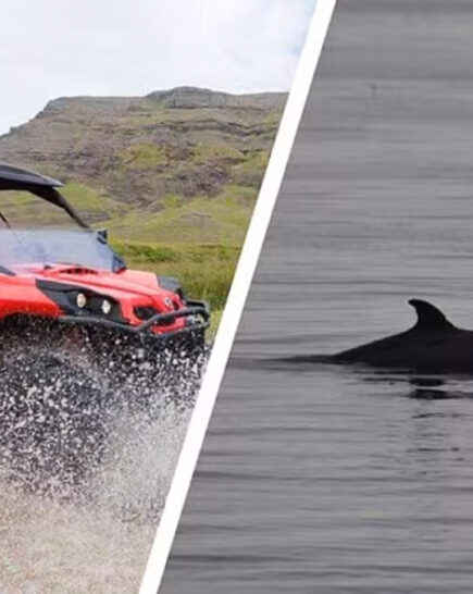 Whale watching & Buggy tour from Reykjavik 6