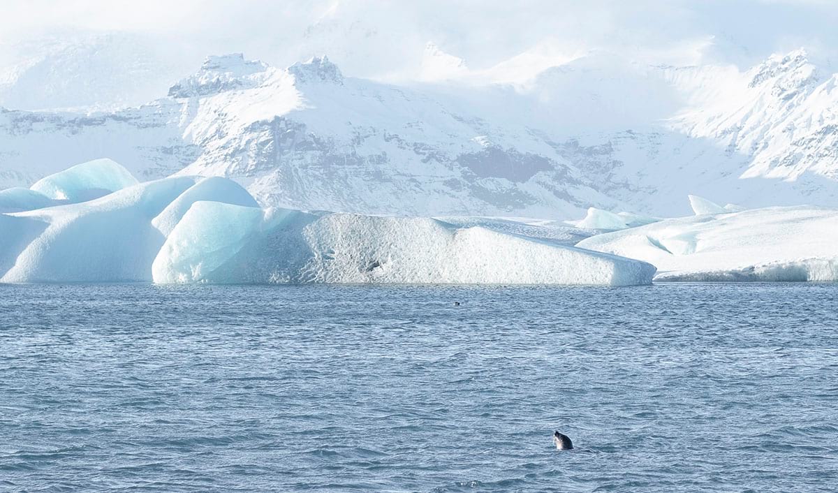 a seal swimming in jokulsarlon glacier lagoon