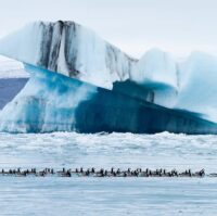 Bird life at Jokulsarlon Glacier Lagoon