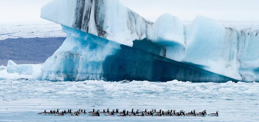Bird life at Jokulsarlon Glacier Lagoon