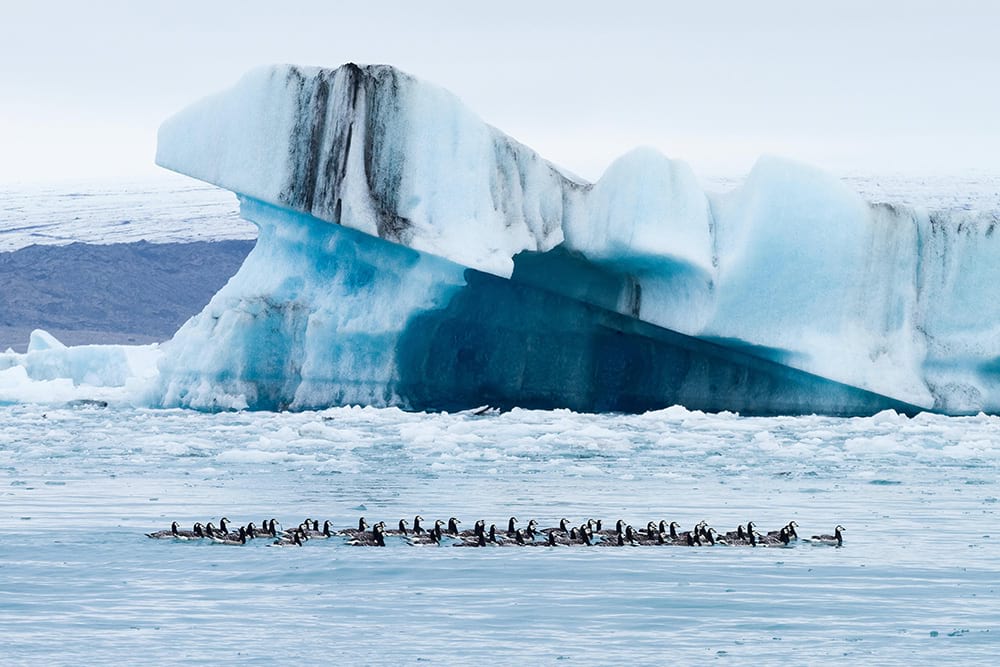 Bird life at Jokulsarlon Glacier Lagoon