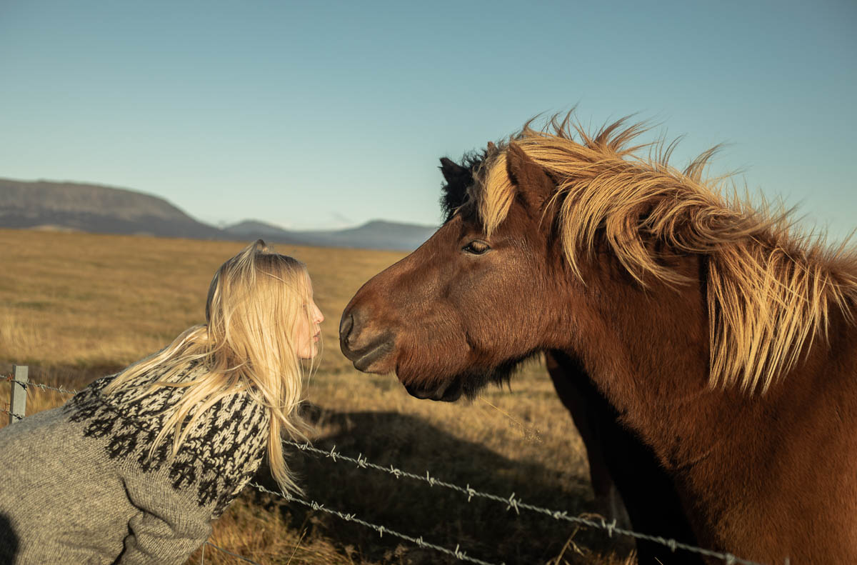 Why Are Icelandic Horses Special?