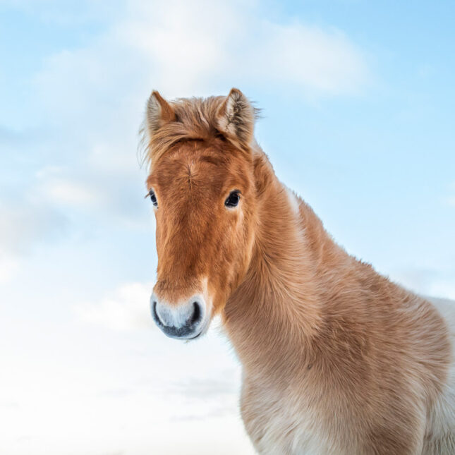 Beautiful icleandic horse in nature