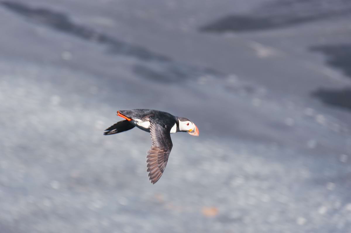 A puffin flying over black sand beach in South Iceland