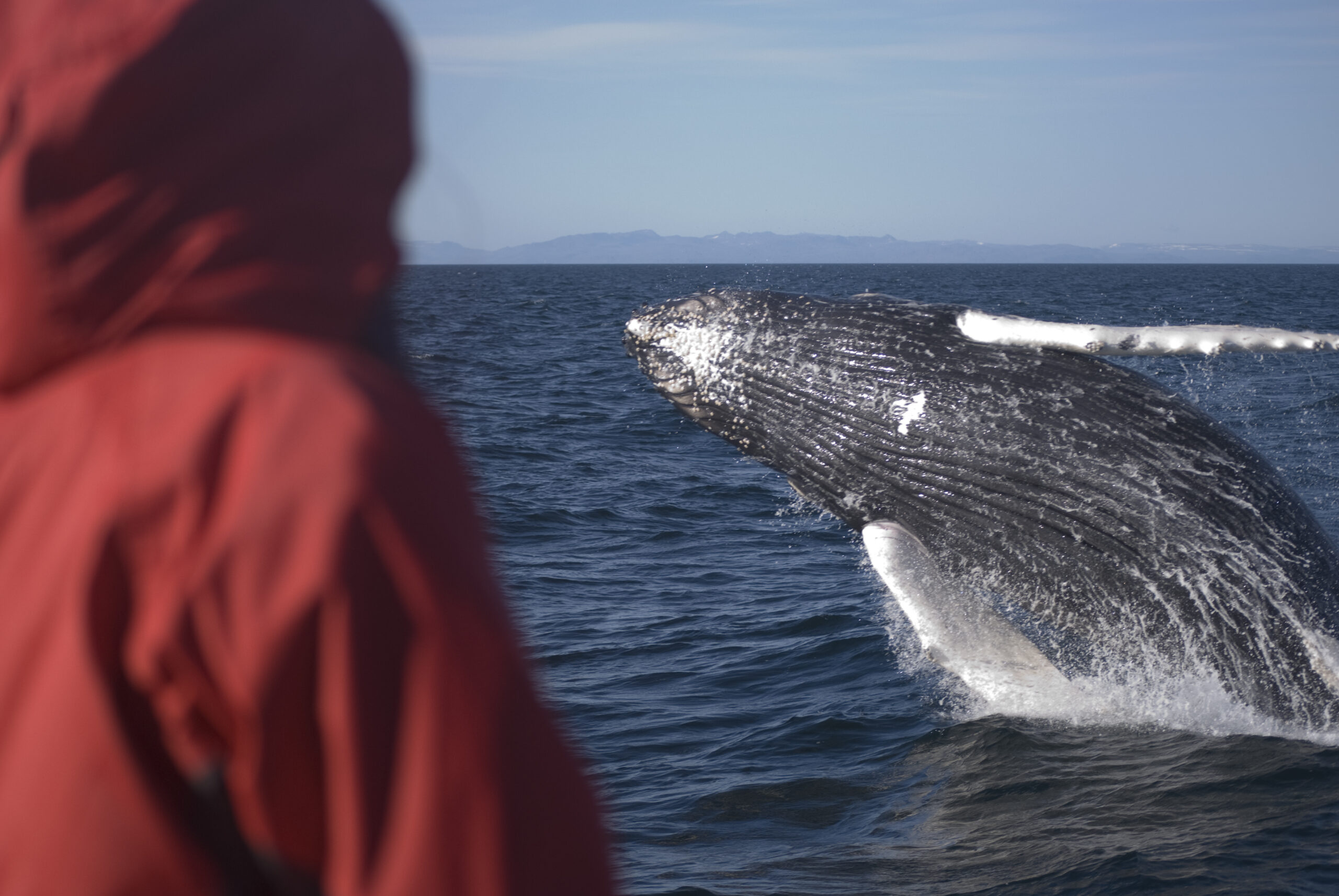 Iceland 2008 Whale Watching Iceland Humpback Passenger