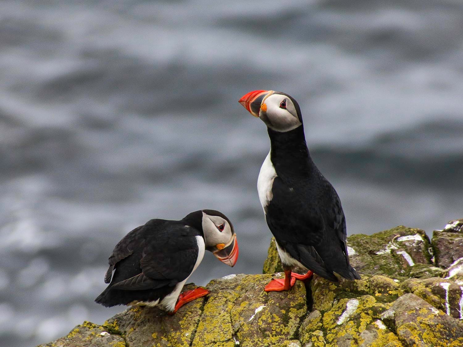 Photographing Atlantic Puffins in Iceland