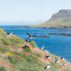 Puffins seen in East Iceland in summer