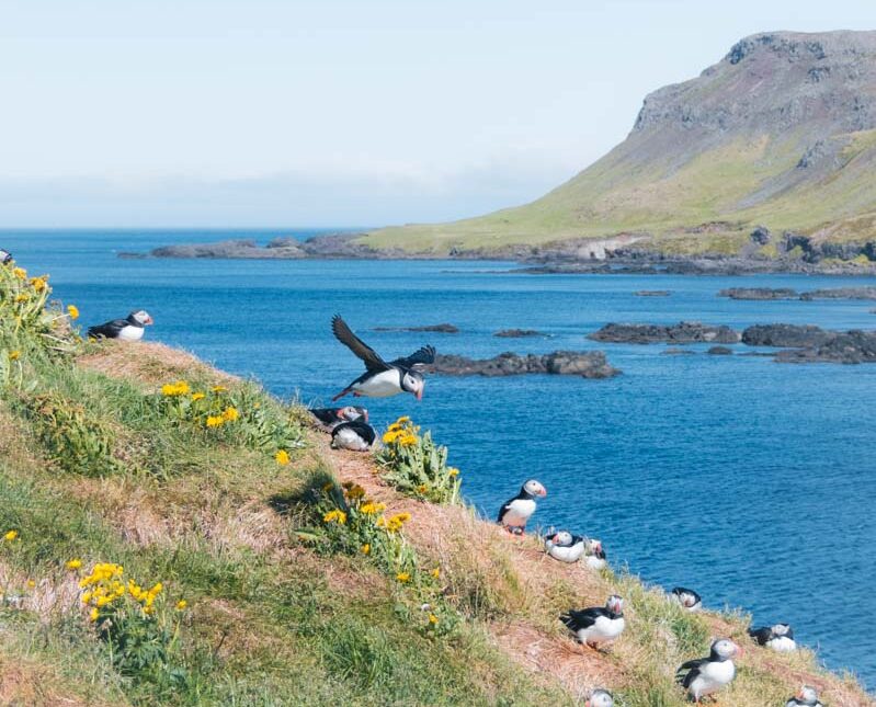 Puffins seen in East Iceland in summer