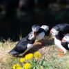 playful puffin birds in Borgafjordur Eystri