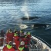 Classic Whale Watching from Akureyri