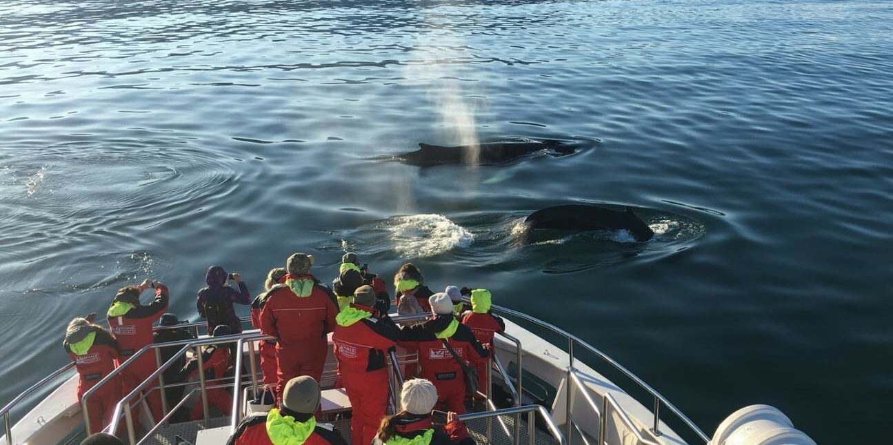 ClassicWhaleWatchingAkureyri Classic Whale Watching from Akureyri