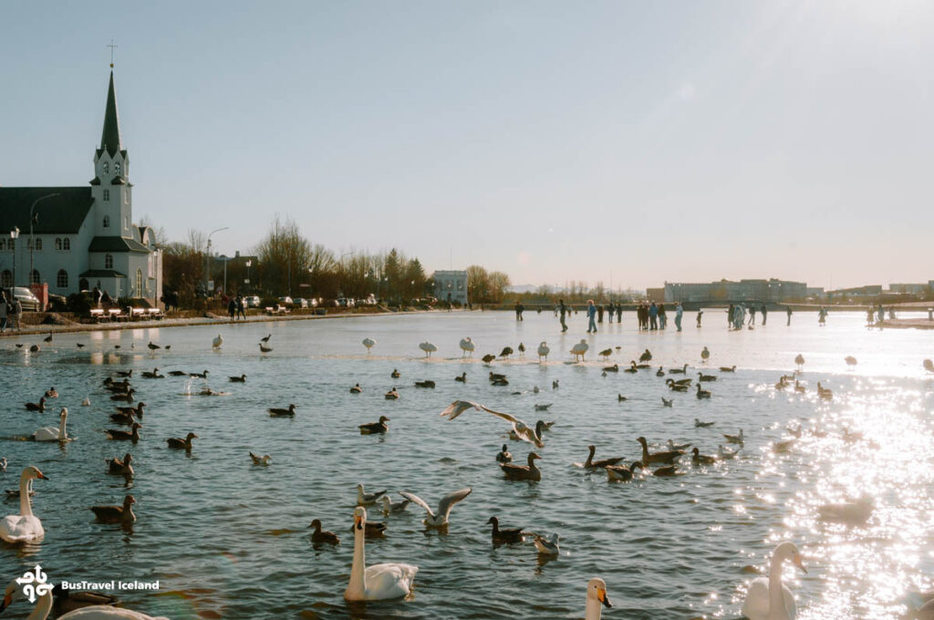 Exploring Pond Tjörnin in the Heart of Reykjavik - BusTravel Iceland