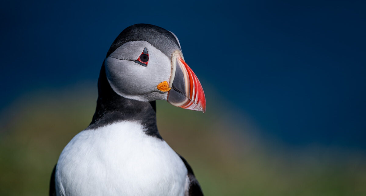 Borgarfjörður Eystri in East Iceland, and Its Puffin Island