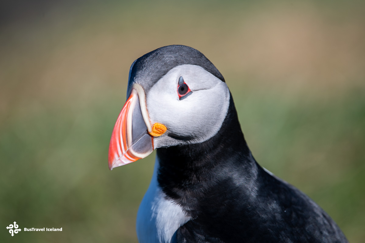 Atlantic Puffins in Borgarfjordur Eystri of East Iceland in summertime Atlantic Puffins in Borgarfjordur Eystri of East Iceland in summertime