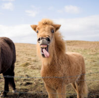 Icelandic horses are a unique breed