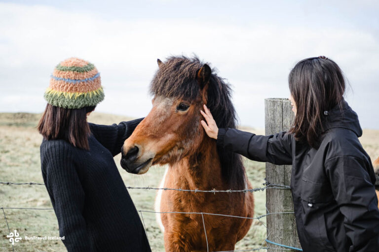 Icelandic horses are a unique breed Icelandic horses are a unique breed