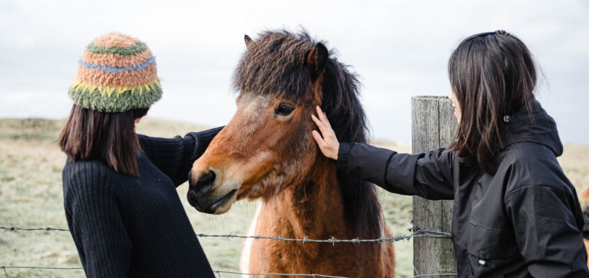 Icelandic horses are a unique breed