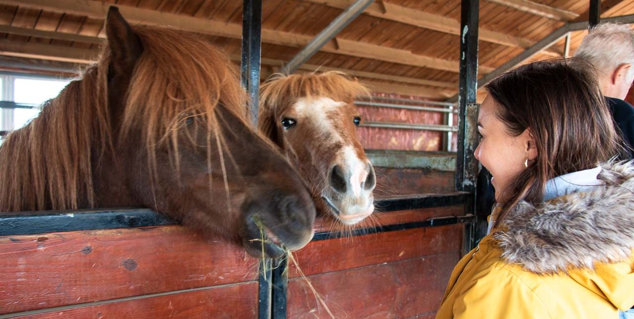 Sturlureykir horse farm in West Iceland
