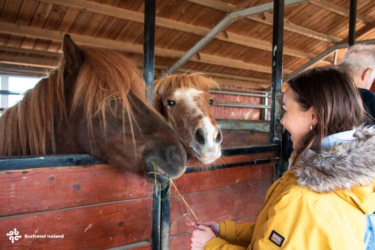 Sturlureykir horse farm in West Iceland