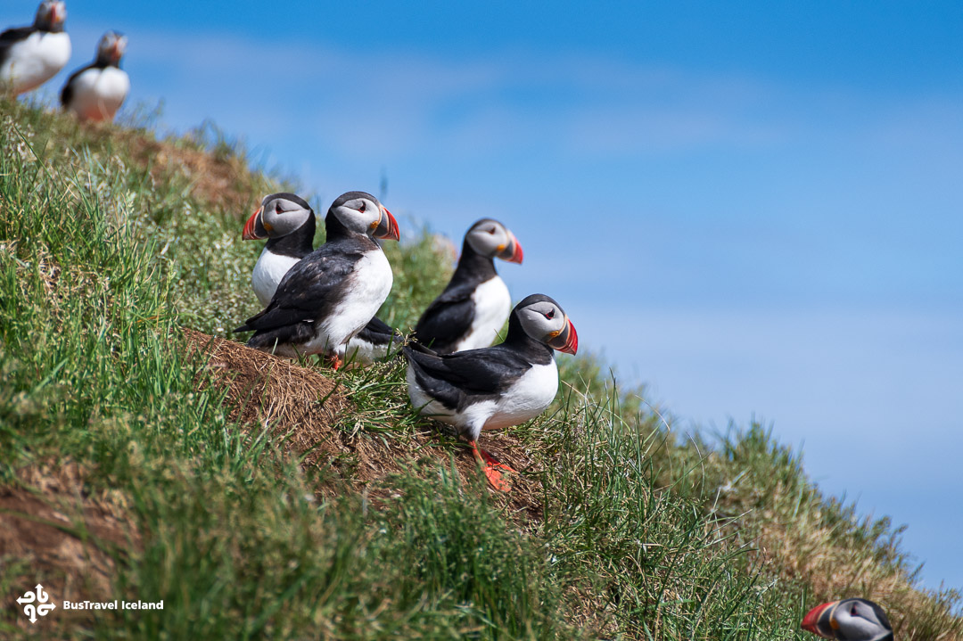 Puffins in Borgarfjörður Eystri East Iceland Summer-9653 Puffins in Borgarfjörður Eystri East Iceland Summer