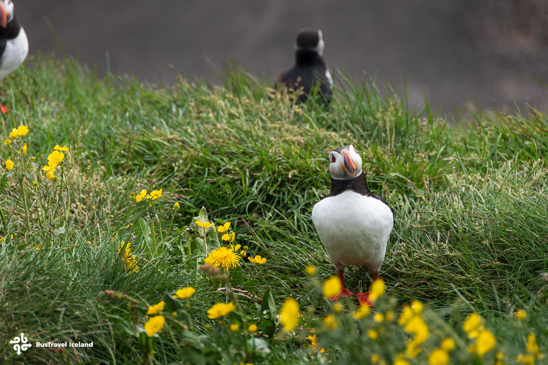 Puffins in Borgarfjörður Eystri East Iceland Summer-9816
