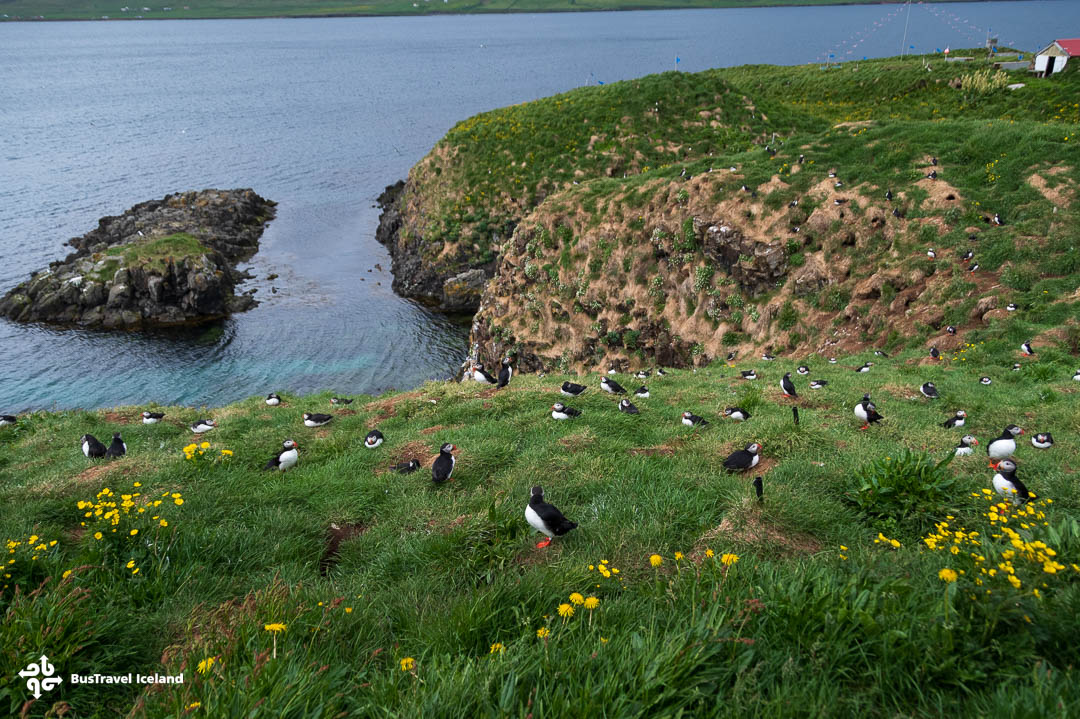 Puffins in Borgarfjörður Eystri East Iceland Summer-9833 Puffins in Borgarfjörður Eystri East Iceland Summer-9833