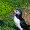 Puffins in Borgarfjörður Eystri East Iceland Summer