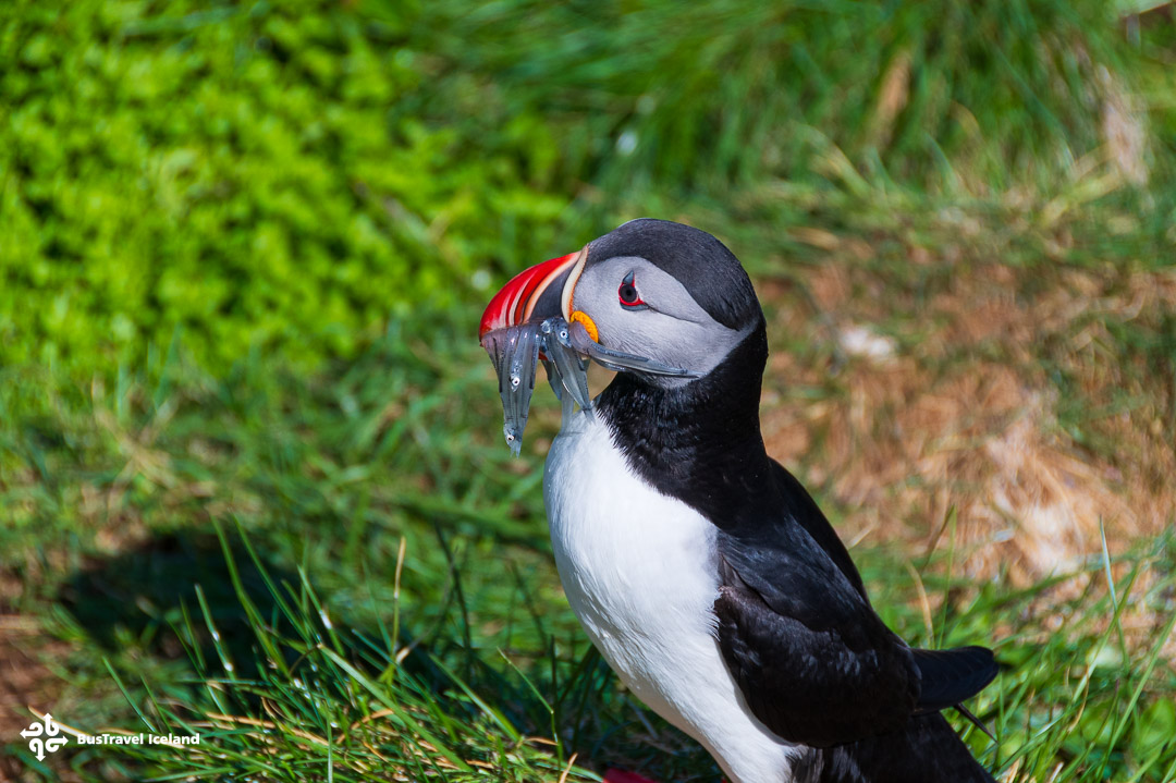 Puffins in Borgarfjörður Eystri East Iceland Summer-9908 Puffins in Borgarfjörður Eystri East Iceland Summer