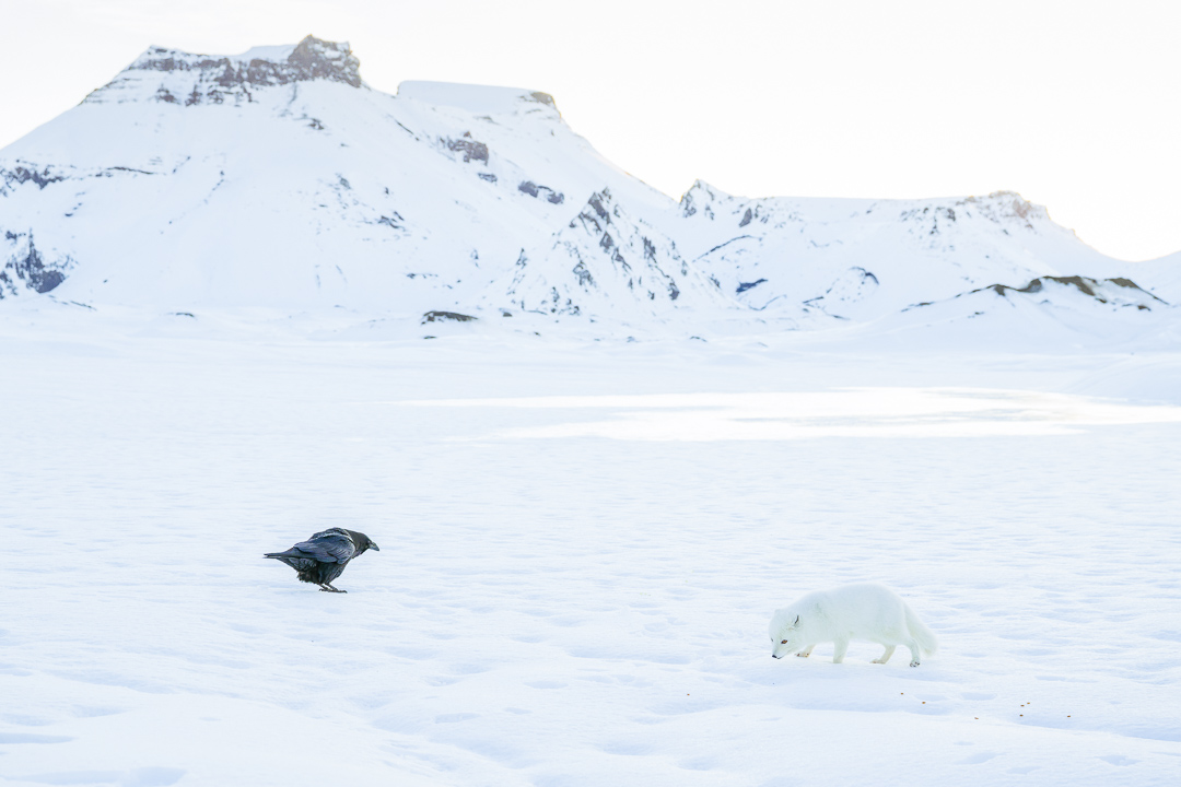 Gravel Travel Katla Ice Cave December 2024-99 Katla ice cave with snow