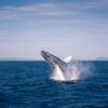 Whale Watchign Iceland Breaching Humpback