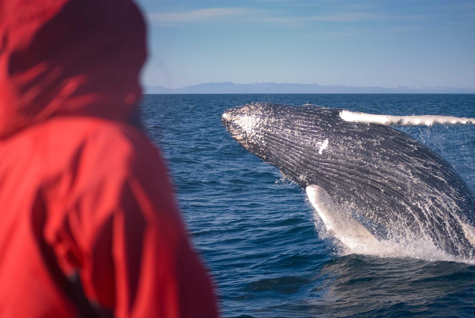 Whale Watching Iceland Humpback Passenger