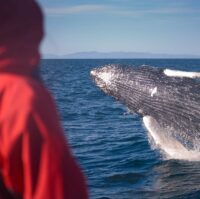 Whale Watching Iceland Humpback Passenger