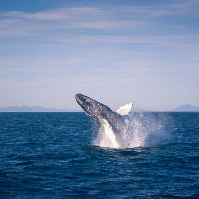 Whale Watchign Iceland Breaching Humpback