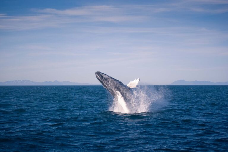 Whale Watchign Iceland Breaching Humpback