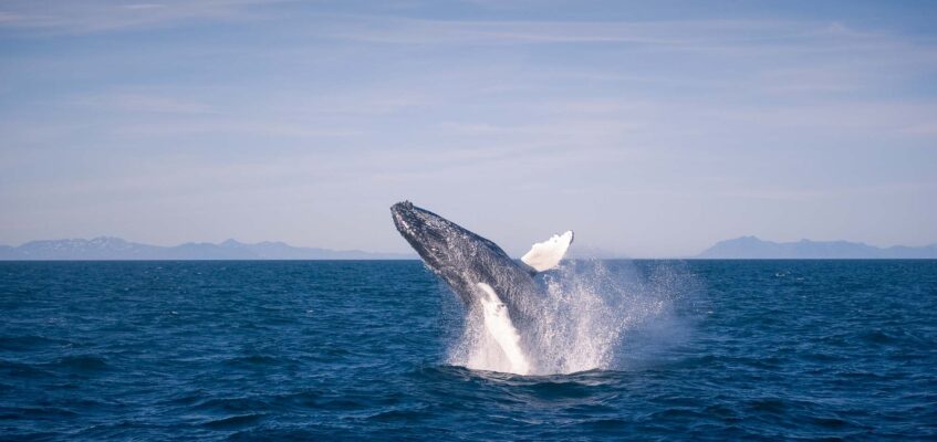 Whale Watchign Iceland Breaching Humpback Whale Watchign Iceland Breaching Humpback