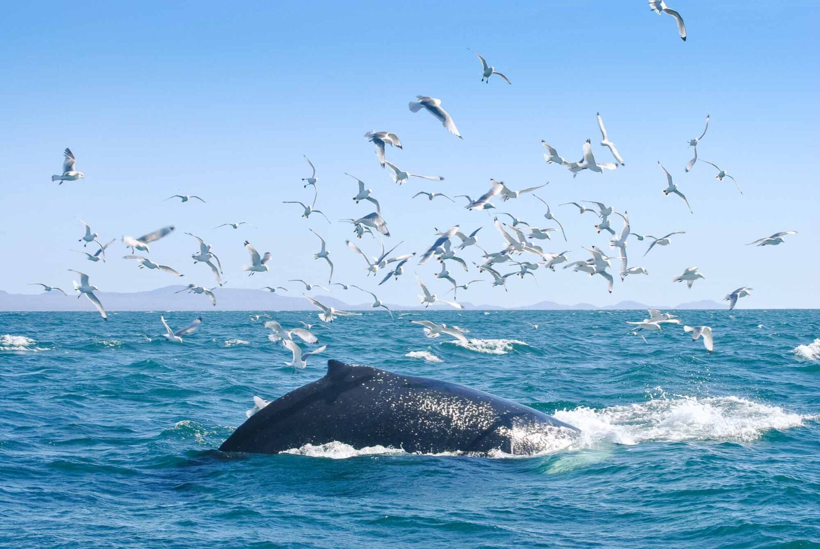 Classic Whale Watching - birds surround humpback whale