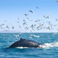 Classic Whale Watching - birds surround humpback whale